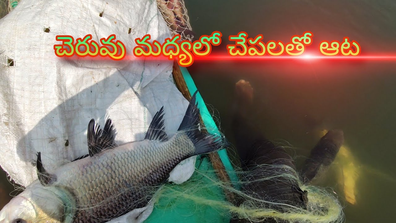 చెరువు మధ్యలో చేపలతో ఆట 