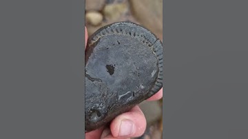 @fossilfox preview of part 3 "The precious"#treasure#shorts#whitby#norfolk#beaches #ammonite