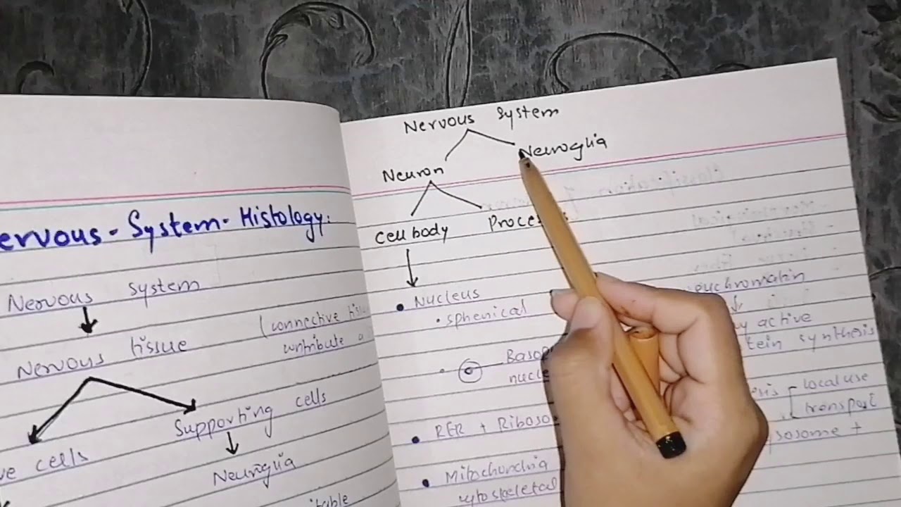 Histology Of The Nervous System The Neuron Part 1 Schwann Cell