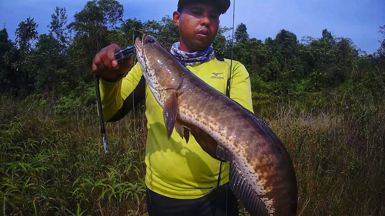 Casting Haruan | Tak Disangka Ada Gabus Monster Di Spot Ini | Calamus X2