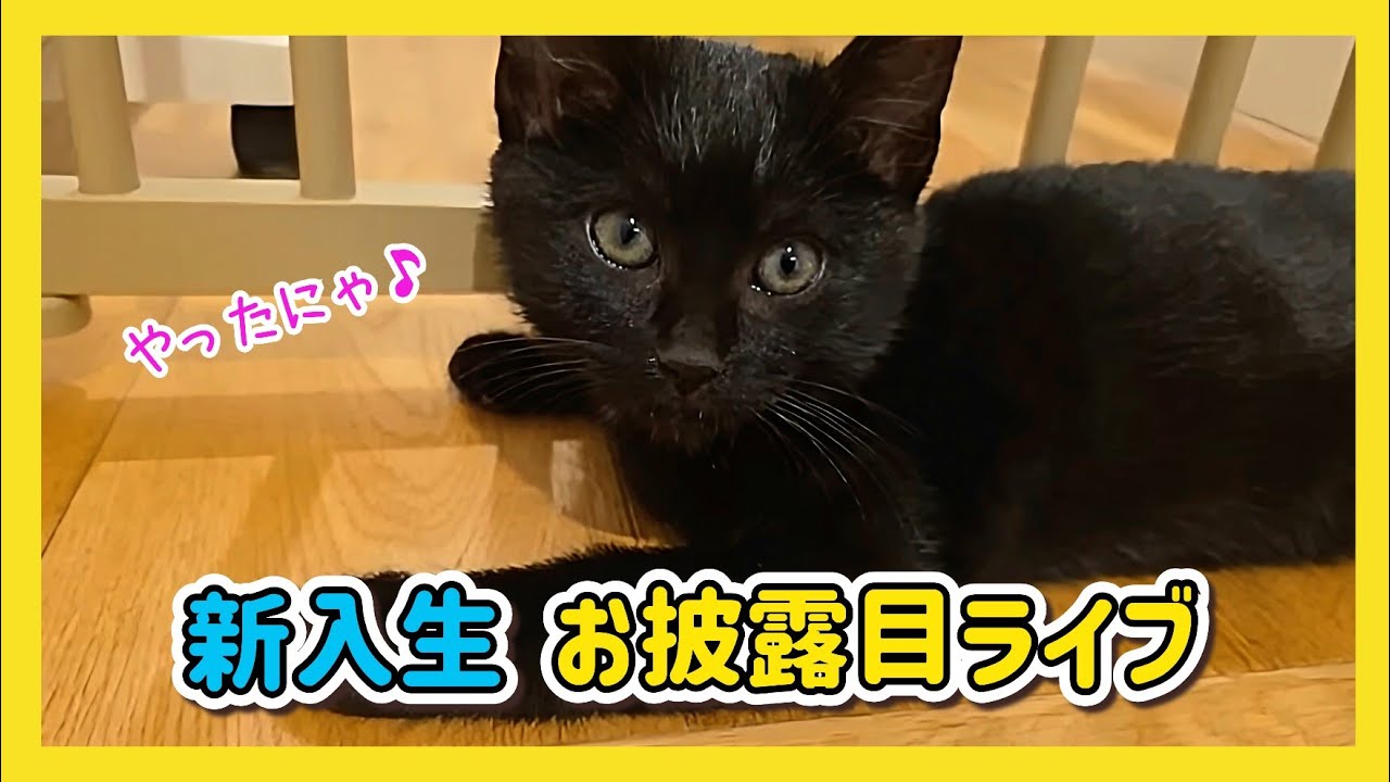 🔴【にこりら】新入生お披露目ライブ😺