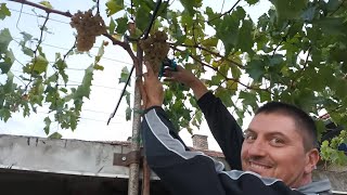 4 быстрых способа сформировать и вырастить лозу на перголе, чтобы получить виноград на второй год
