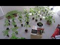 Tomato seedlings in 40 days