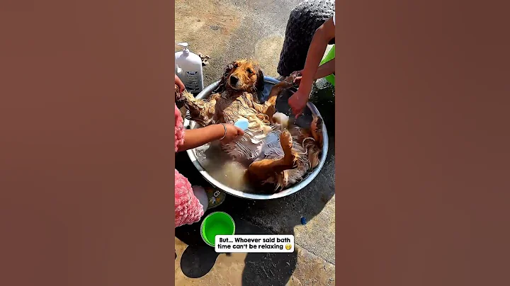 Video 11866281: british shorthair, tabby cat, maine coon cat, siamese cat, persian cat, bengal cat, white cat, black cat, cute kitten