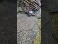SCX24 Carbon Cayman, Injora, LGRP, Mofo, Furitek - Slippiest of lines