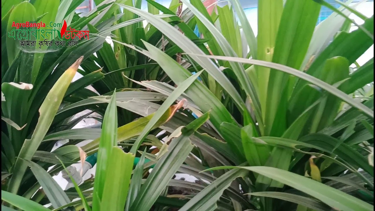 Polapoo Plant পোলাও পাতা গাছ | Polao leaves trees - YouTube