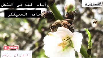 آيات الله في النحل أجمل مقطع من سورة النحل  بصوت ماهر المعيقلي (تصويرعن قرب) #تصويري