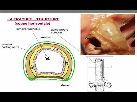 Vidéo: Trachée - Structure, Fonction, Pathologie, Inflammation, Intubation