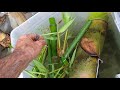 Planting Bamboo in Florida / Propagating bamboo from cutting 7/31/18  #seetheforest