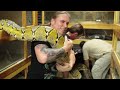 Working with GIANT Snakes! SnakeBytesTV : AnimalBytesTV