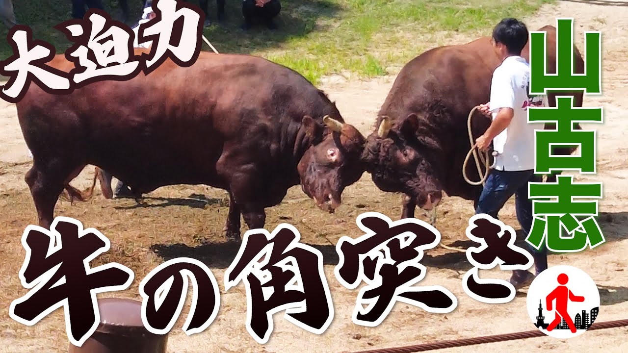 【新潟・長岡】山古志村に伝わる大迫力の伝統行事・牛の角突き（闘牛）を紹介