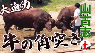 [Niigata/Nagaoka] Introducing the Breathtaking Traditional Event of Yamakoshi Village: Bullfighti...