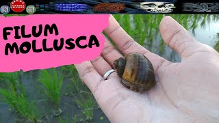 férgek fertőzésének tünetei ben az euglena green parazita