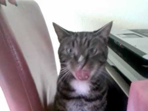 Video: Vernauwing Van De Neusholte Bij Katten