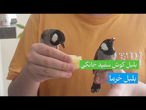 بلبل گوش سفید بلبل خرما بلبل خرما اهلی دستی اب تنی    بلبل خرما اهوازی بلبل گوش