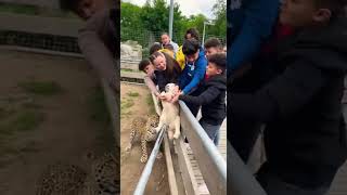 Jaguar Grabs Baby Tapir… Then Tourists Form a Human Chain 😱