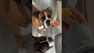 Nobody’s gonna know  #cute #viral #boxer #dog #puppy #animals #funny #explore #shorts #lol