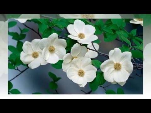 С НАСТУПЛЕНИЕМ ВЕСНЫ