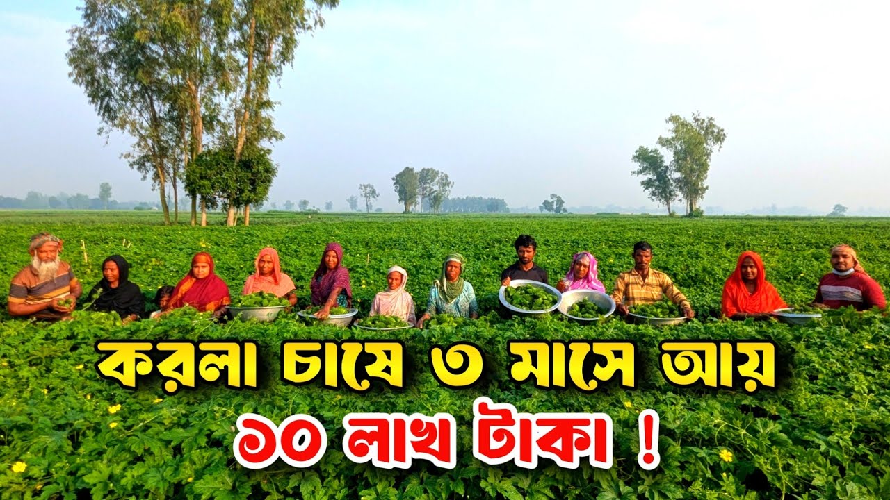 চাকুরী নয় করলা চাষেই লাখপতি মানিকগঞ্জের রোমান । Bitter Gourd Farming । Swadesh Agro ।