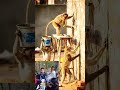 #Monkey Masons😂 Real Indian Monkeys Doing Rajmistri Work | #Shorts🐒 #FunnyVideo