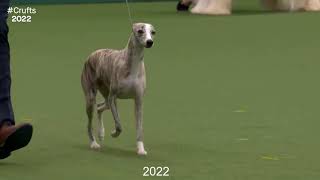Best of Breed, Hound Group|WHIPPET|