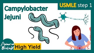 Campylobacter jejuni | Pathology | Campylobacter jejuni and Guillain Barre syndrome | USMLE