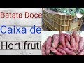 Plantei Batata-Doce na caixa de Hortifruti, veja o resultado !!!