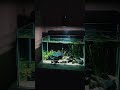 beautiful planted aquarium setup #aquarium #feeds