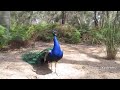 मोर की आवाज peacock sound