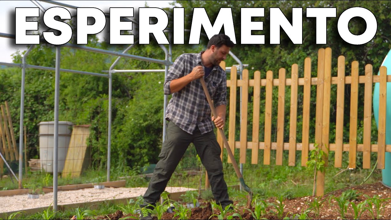 Coltivo le ZUCCHE con il MAIS: consociazione ideale