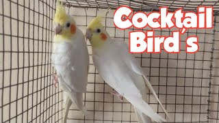 Ginger Colour Persian Kittens for Sale in Hyderabad | Cocktail Bird's Pair Available in Dabeerpura