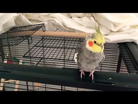 Cockatiel sings Mario