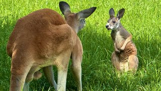 Dababy Meets His Son by The Urban Rescue Ranch 445,279 views 2 days ago 12 minutes, 43 seconds