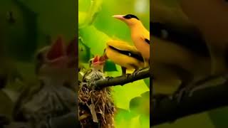 Download Lagu Burung podang kuning memberi anaknya makan alam MP3