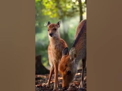 Save our Animals - YouTube