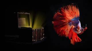 Magic Box (Original Music) screenshot 5