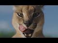Meet the Wild Cat With the 10-Foot Vertical Leap