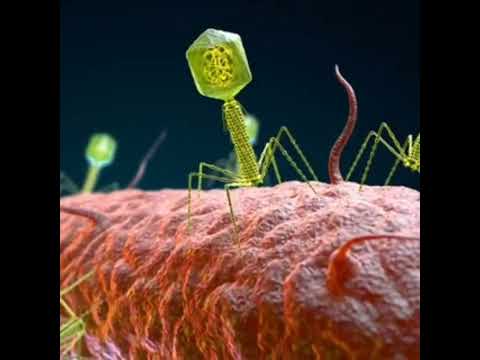 How Bacteriophage T4 attacking on E-coli?