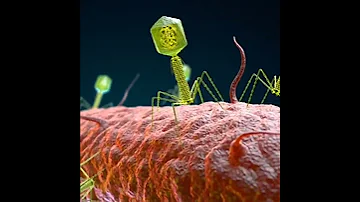 How Bacteriophage T4 Attacking On E Coli 