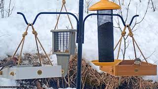 Backyard Birdwatching Bonanza from Flocking Around Bird FeederCam! - 03/11/2025 Watch daily at 7:45