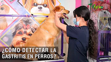 ¿Qué es la gastritis canina?