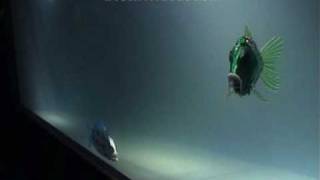 Roboter-Fische