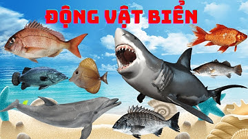 Bé Học Con Vật | Động Vật Biển: Cá Voi, Cá Heo, Cá Mập, Cá Đuối, Con Cá, Con Cua, Con Mực,…