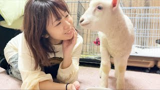 仔羊のミルク卒業まで後少し！ちょっと寂しいママ