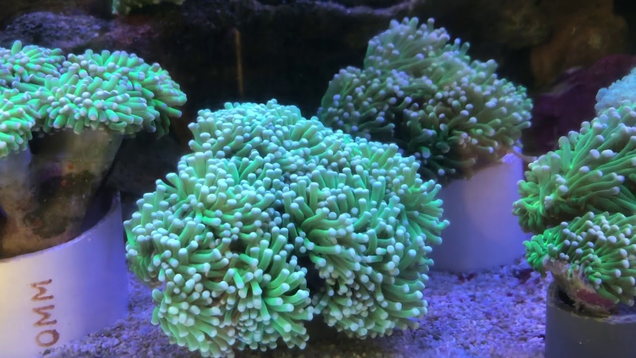 aquarium plants Dreaming Reef Ep 24 (LFS Tour: Ng Couple)