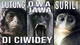 OWA JAWA, SURILI, LUTUNG DI CIWIDEY