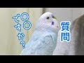 そらちゃんに質問されました Budgie talked to me