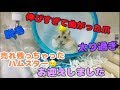 ペットショップで売れ残ってしまったハムスターをお迎えしました【ヒドイ環境】