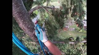 spurless tree climbing ( using alternating lanyard technique )