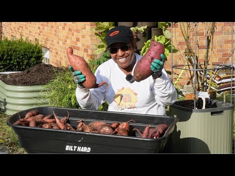 Biggest Sweet Potatoes Yet